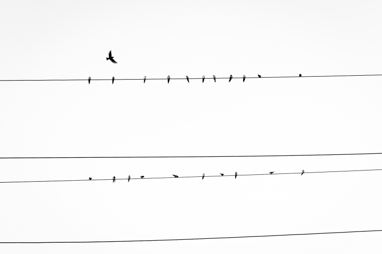 Vogels-op-kabels-780x520.jpeg